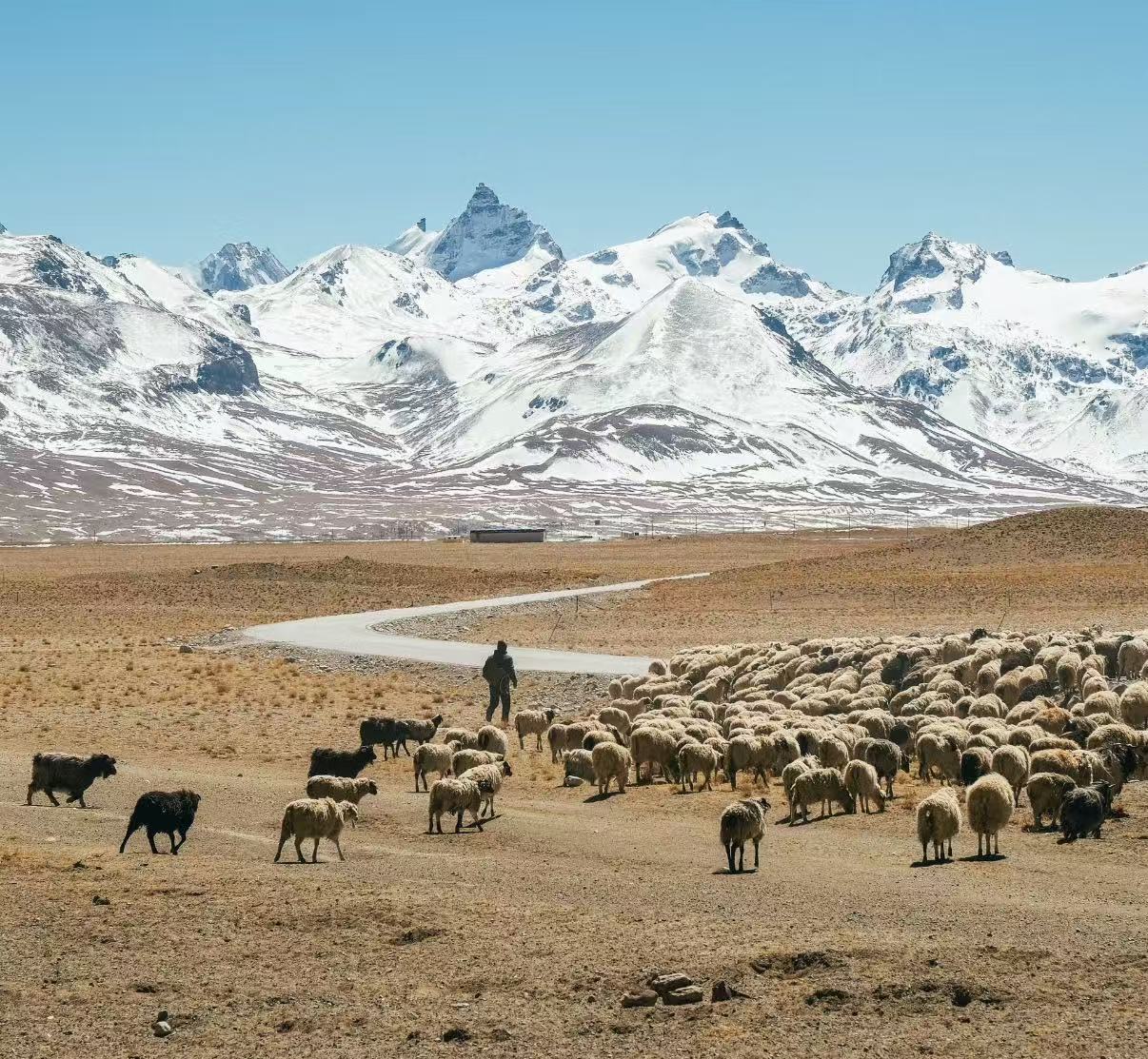 Shepherd with flock on the Tibetan plateau, snow mountains behind